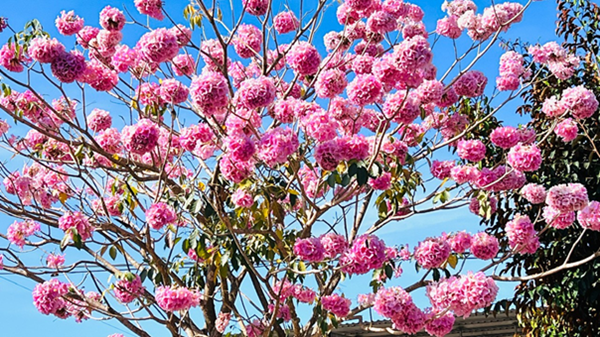 RỰC RỠ SẮC KÈN HỒNG TRÊN QUÊ MỚI CÁT TIÊN 2