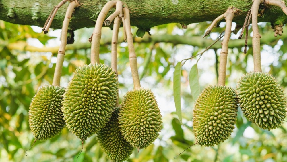 Quy trình trồng và chăm sóc cây sầu riêng