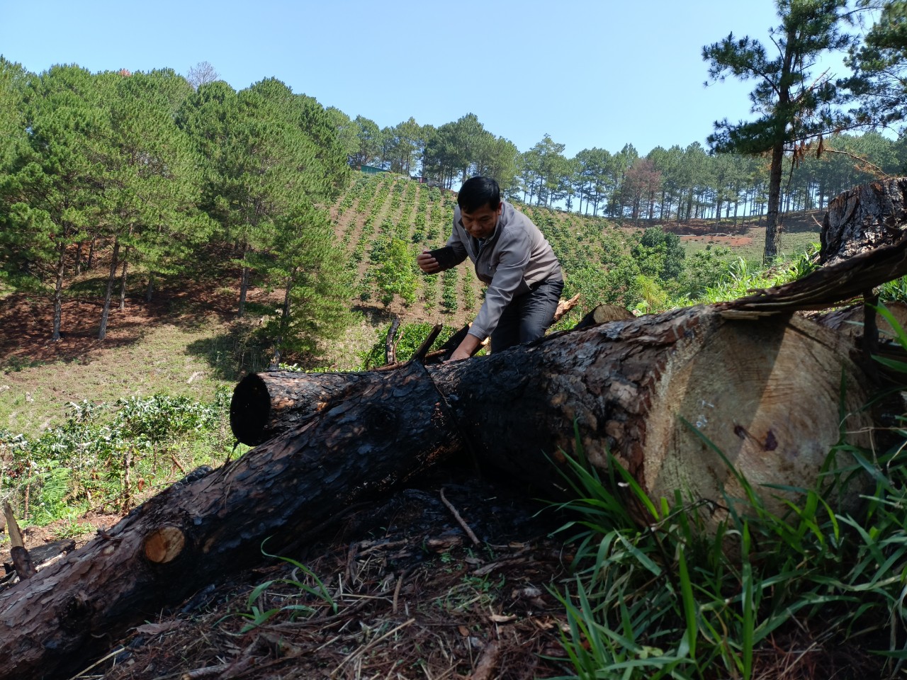 Mật phục bắt quả tang vụ phá rừng thông phòng hộ ở Đà Lạt