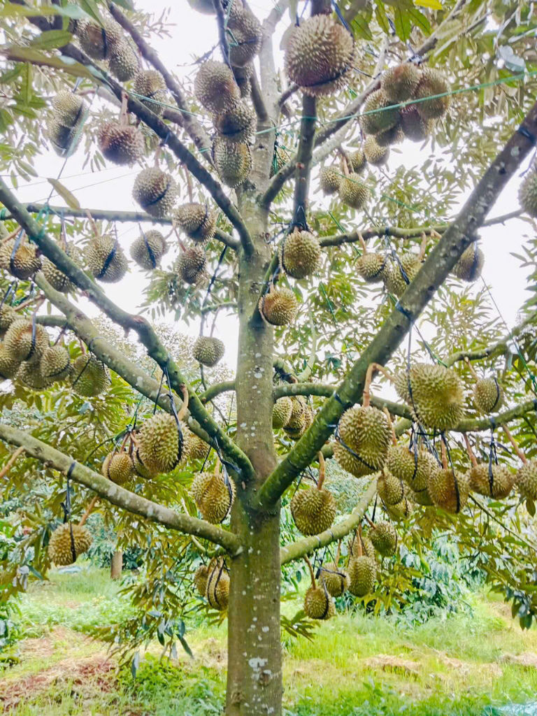 HƯỚNG DẪN KỸ THUẬT PHÒNG TRỪ BỆNH XÌ MỦ, VÀNG LÁ THỐI RỄ, MỌT ĐỤC CẢNH HẠI SẦU RIÊNG