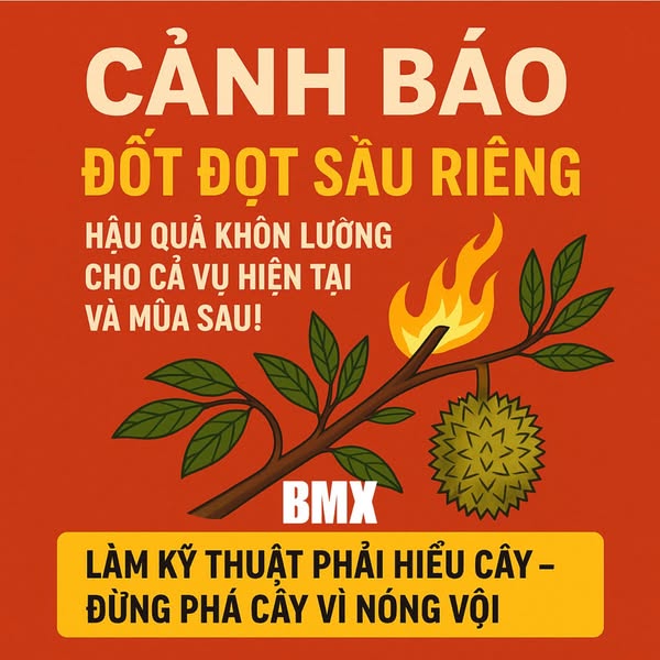 CẢNH BÁO: ĐỐT ĐỌT SẦU RIÊNG – HẬU QUẢ KHÔN LƯỜNG CHO CẢ VỤ HIỆN TẠI VÀ MÙA SAU!