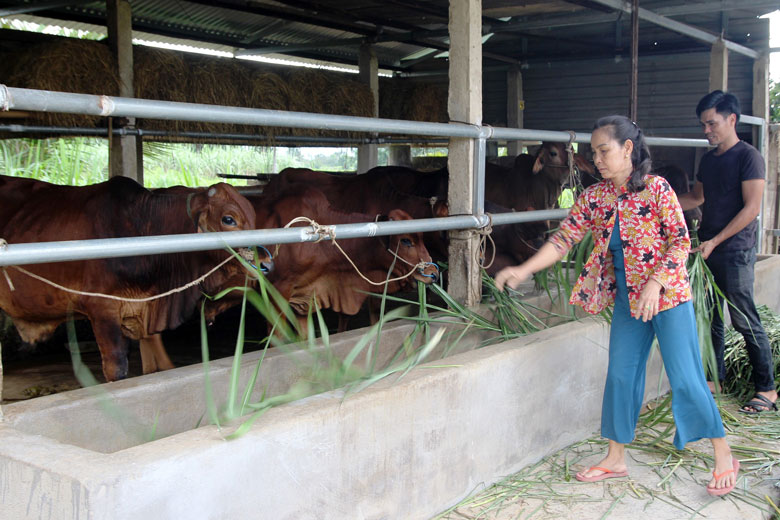 Cát Tiên: Khai thác tiềm năng phát triển cây ăn trái và chăn nuôi bò