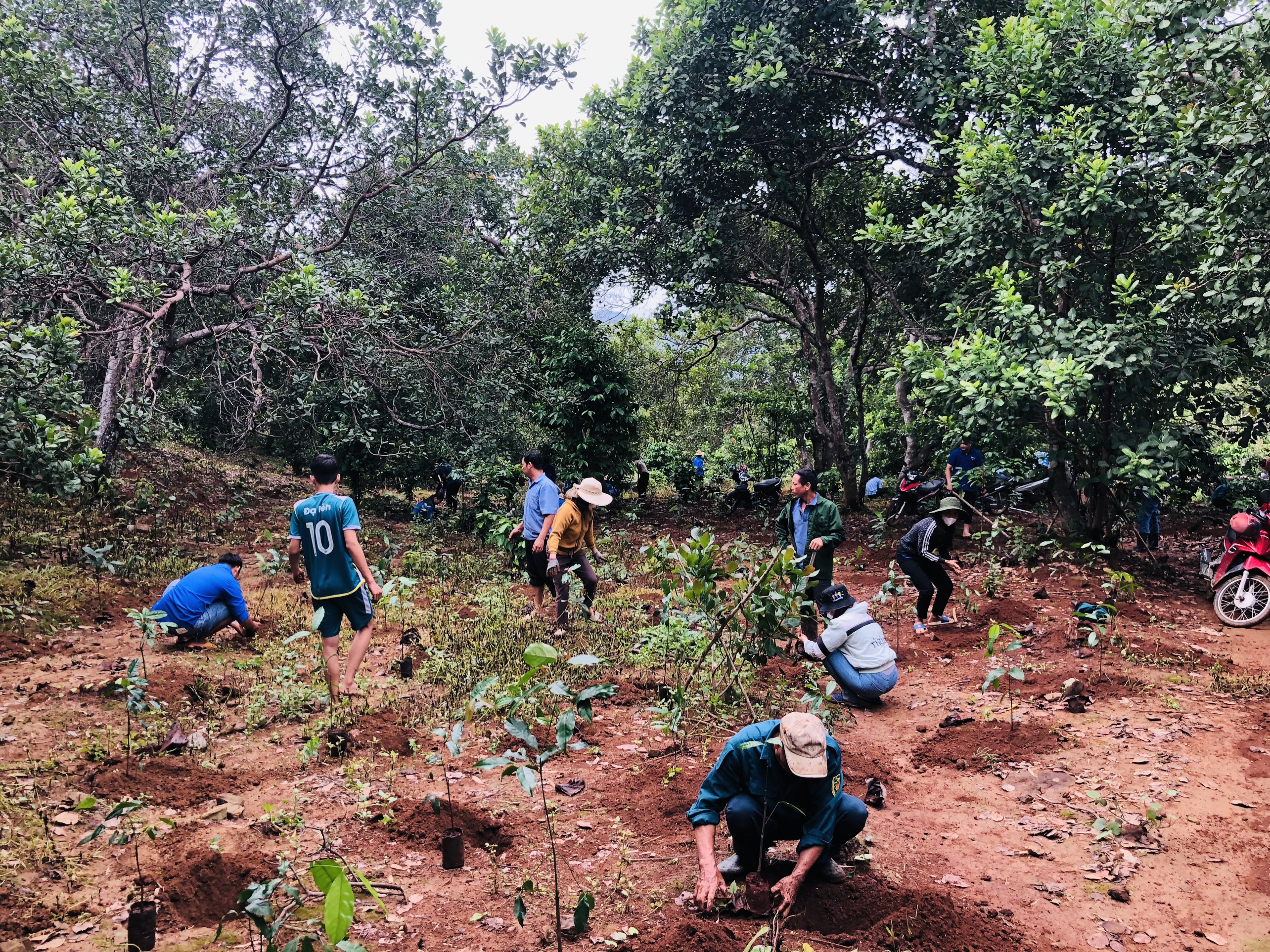 Ngày dân vận giúp dân triển khai mô hình trồng rau nhíp dưới tán điều cho hộ đồng bào DTTS Tây Nguyên tại buôn Đạ Nhar, xã Quốc Oai