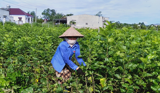 GIÁ KÉN TẰM TĂNG, NGƯỜI TRỒNG DÂU NUÔI TẰM TRONG HUYỆN PHẤN KHỞI