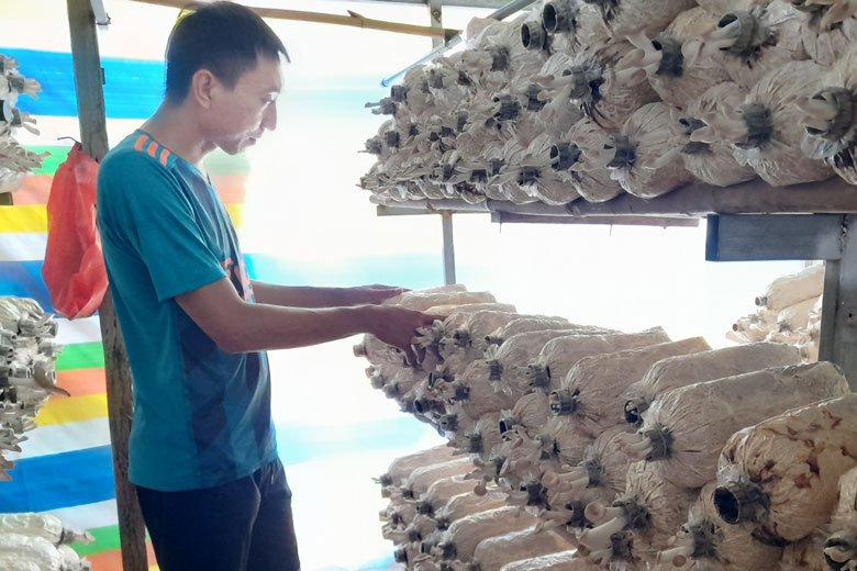 Phát triển mô hình trồng nấm bào ngư tại xã Quảng Trị