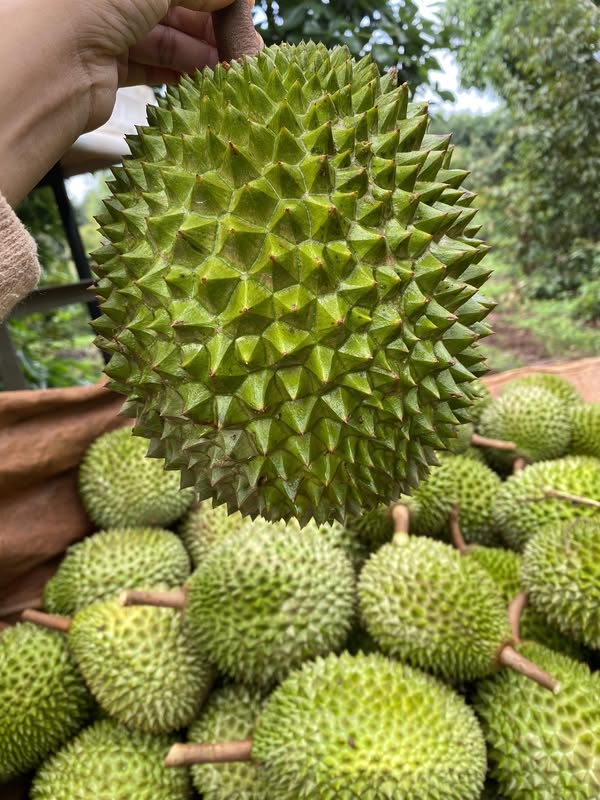 SƯỢNG, CHÁY MÚI, NHÃO CƠM Ở SẦU RIÊNG DO ĐÂU?