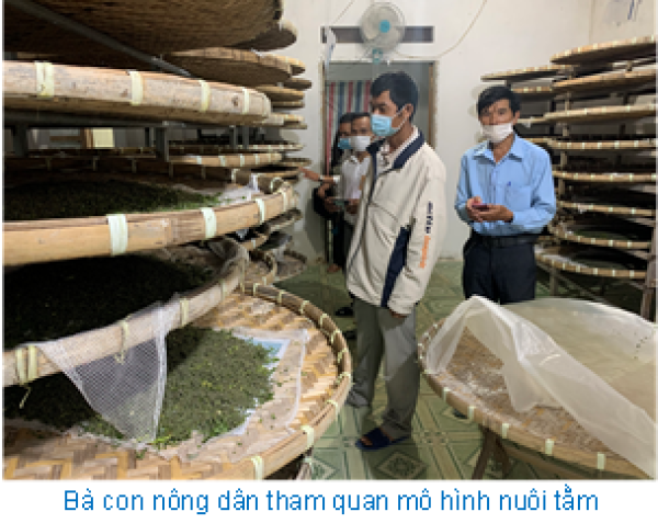 Xây dựng mô hình nuôi tằm thương phẩm bền vững tại Lâm Đồng
