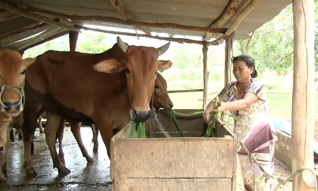 Cát Tiên đẩy mạnh phát triển chăn nuôi bò thịt
