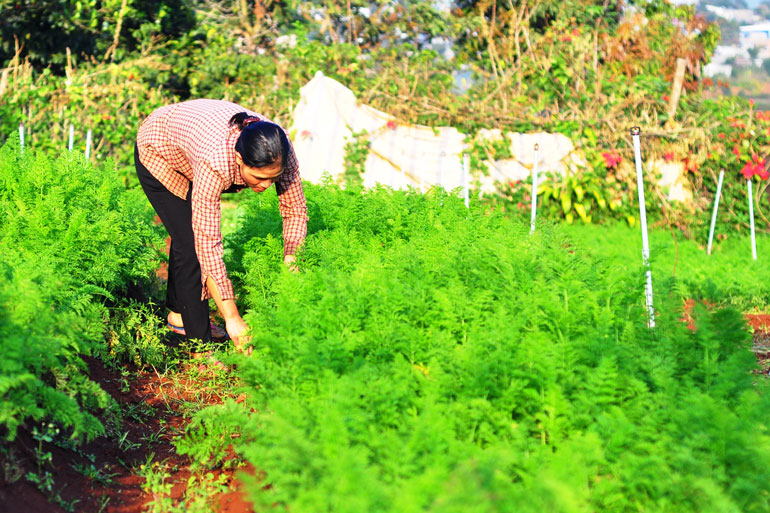 Toàn tỉnh có 14,04 ha sản xuất được chứng nhận hữu cơ