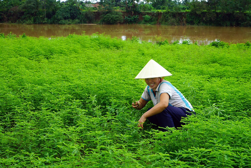 Cát Tiên nỗ lực phát triển vùng nguyên liệu diệp hạ châu 