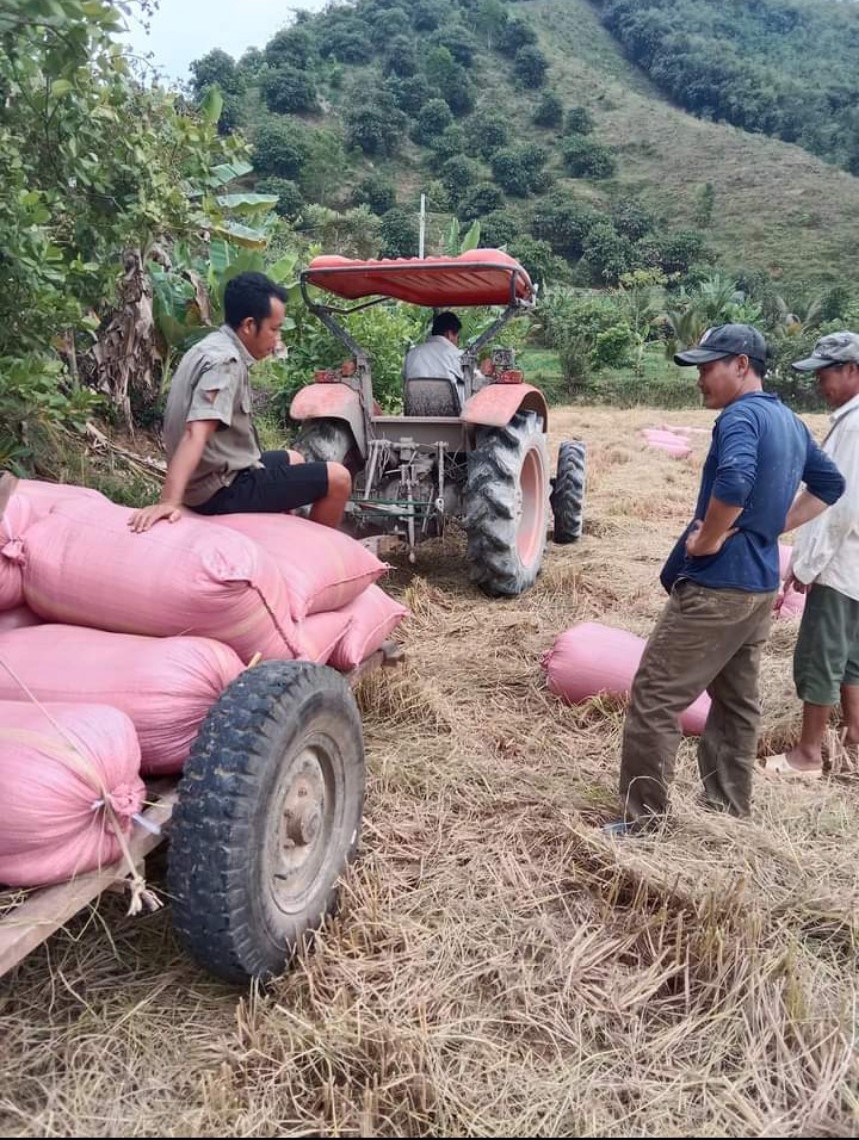 PHÁT HUY HIỆU QUẢ MÔ HÌNH TỔ HỢP TÁC LIÊN KẾT SẢN XUẤT LÚA CHẤT LƯỢNG CAO