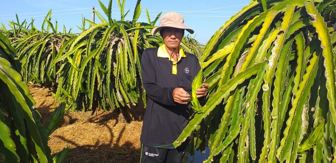 Thủ phủ thanh long vào vụ Tết