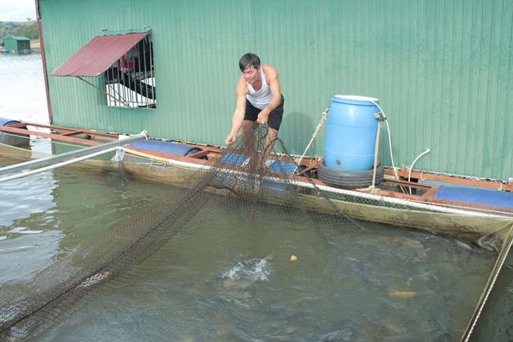 Cựu chiến binh làm giàu từ nghề nuôi cá lồng bè