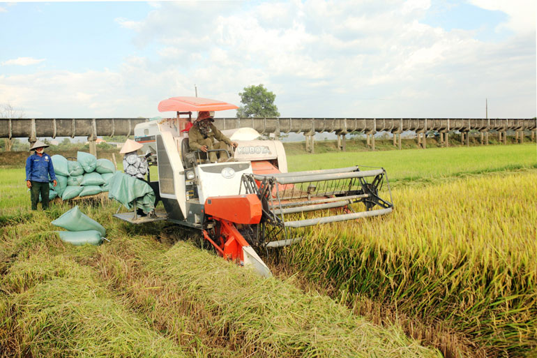 Cát Tiên qua 5 năm thực hiện tái cơ cấu ngành nông nghiệp