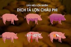 BÀI TUYÊN TRUYỀN VỀ PHÒNG CHỐNG BỆNH DỊCH TẢ LỢN CHÂU PHI