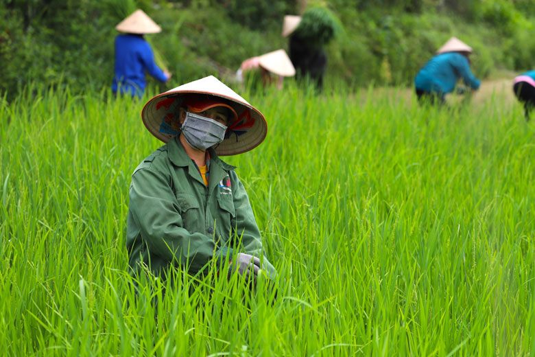 Thơm nồng rượu đòng đòng Đạ Tẻh
