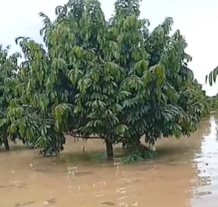 MỘT SỐ BIỆN PHÁP CHĂM SÓC CÂY SẦU RIÊNG SAU NGẬP ÚNG