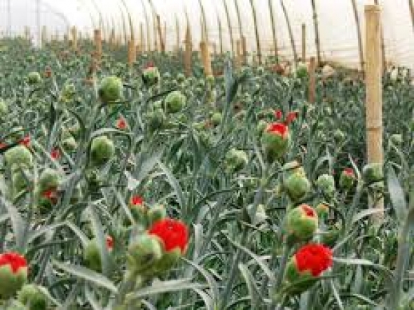 Quy trình canh tác hoa cẩm chướng ứng dụng nông nghiệp công nghệ cao