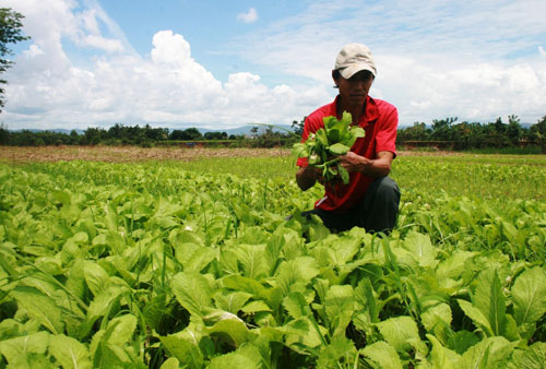 nông thôn mới