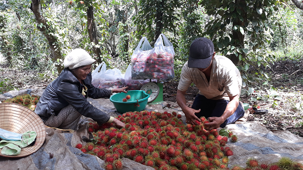 CÓ THU NHẬP ỔN ĐỊNH TỪ TRỒNG CHÔM CHÔM THÁI